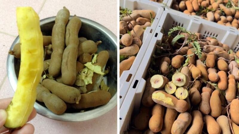 Tại sao me Thái dốt bột lại "khó tính" và có giá cao?