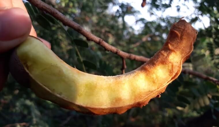 Me Thái dốt bột là gì? Thức quà gây nghiện, cách chọn và giá bán