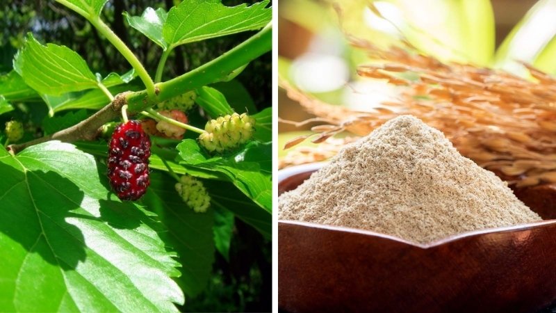 Lá dâu tằm và cám gạo Lá dâu tằm và cám gạo