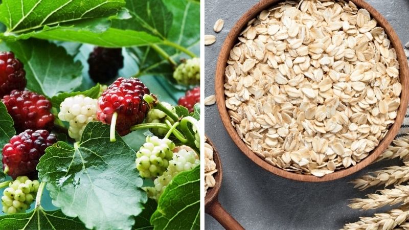 Lá dâu tằm và bột yến mạch Lá dâu tằm và bột yến mạch