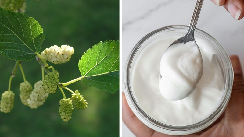 Lá dâu tằm và sữa chua không đường Lá dâu tằm và sữa chua không đường