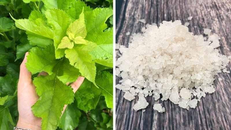 Lá dâu tằm và muối biển Lá dâu tằm và muối biển