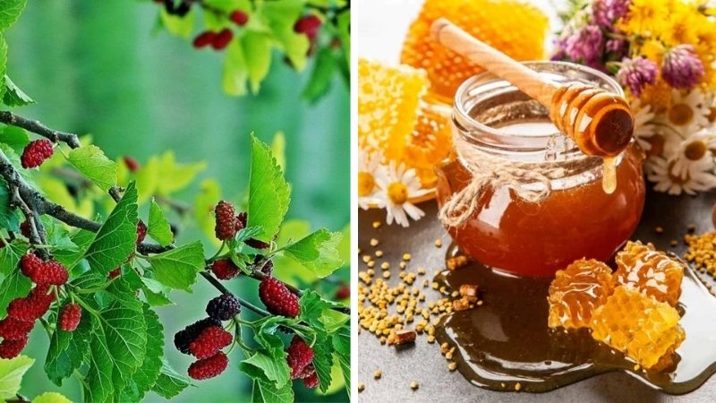 Lá dâu tằm và mật ong Lá dâu tằm và mật ong