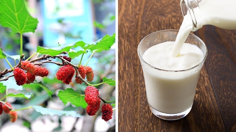 Lá dâu tằm và sữa không đường Lá dâu tằm và sữa không đường