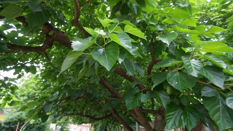 Bạn nên chọn nguồn lá dâu tằm sạch Bạn nên chọn nguồn lá dâu tằm sạch