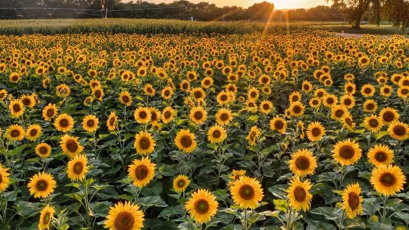 Sống như hoa hướng dương