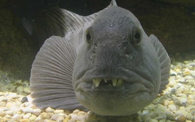 Cá mập ma có nguy hiểm với con người không?