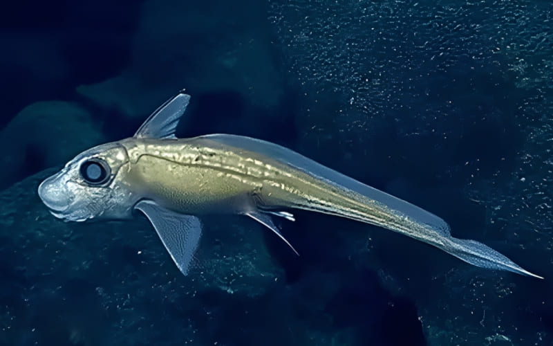 Môi trường sống và phân bố của cá mập ma