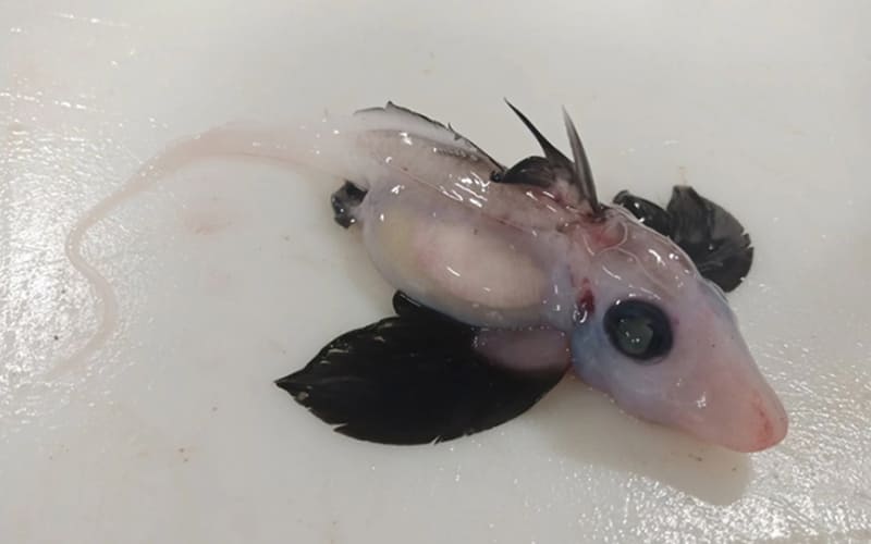 Đặc tính sinh sản của cá mập ma