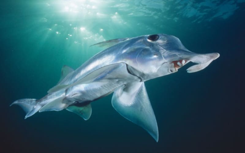 Hình dạng và đặc điểm nhận biết cá mập ma