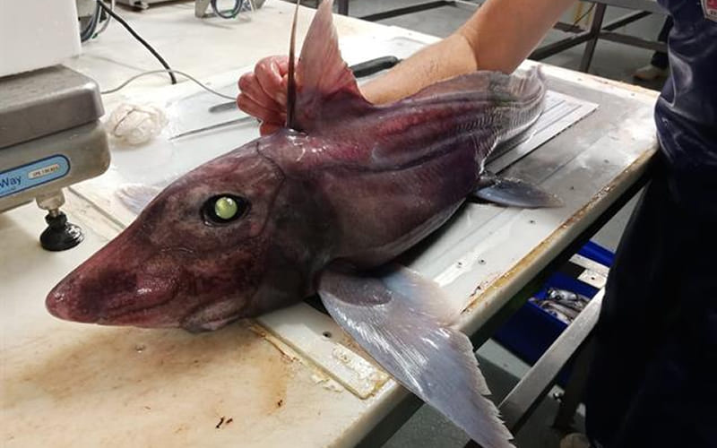 Cá mập ma và cá mập thật có giống nhau không?