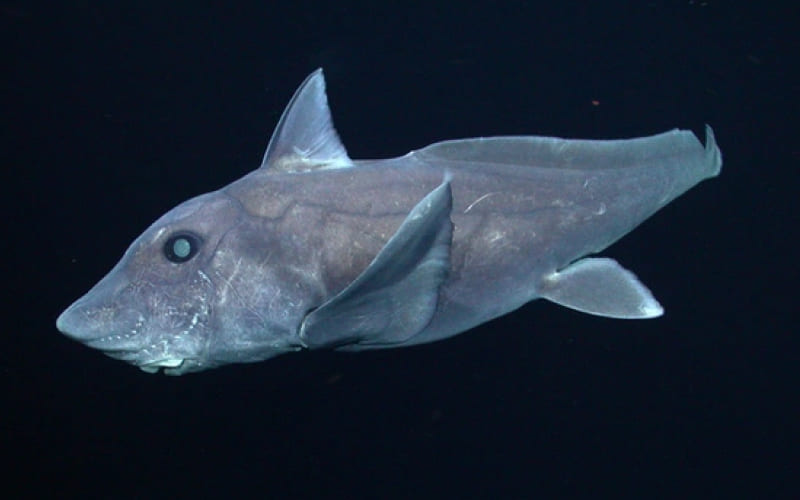 Cá mập ma là gì?