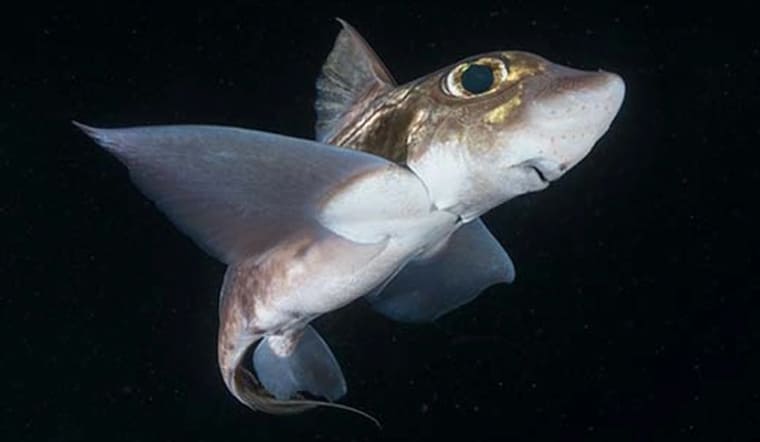 Cá mập ma là gì? Khám phá về loài cá mập biển sâu bí ẩn
