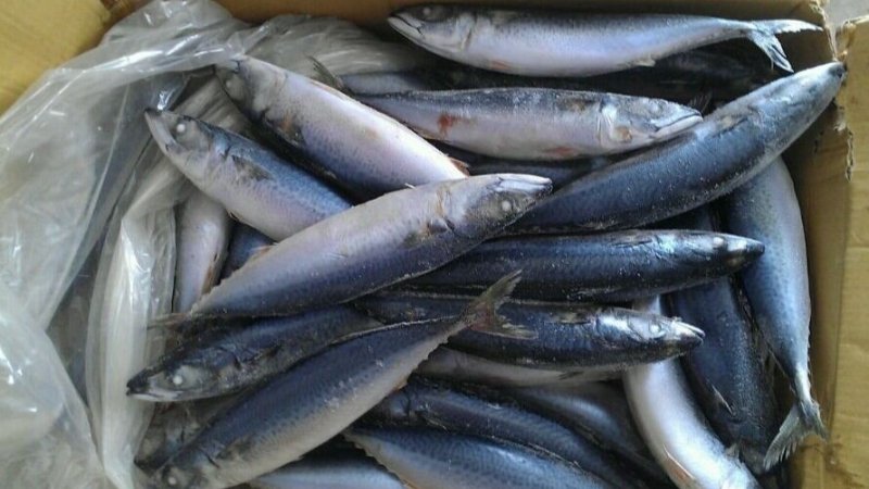 Cấp đông cá tại nhà Cấp đông cá tại nhà