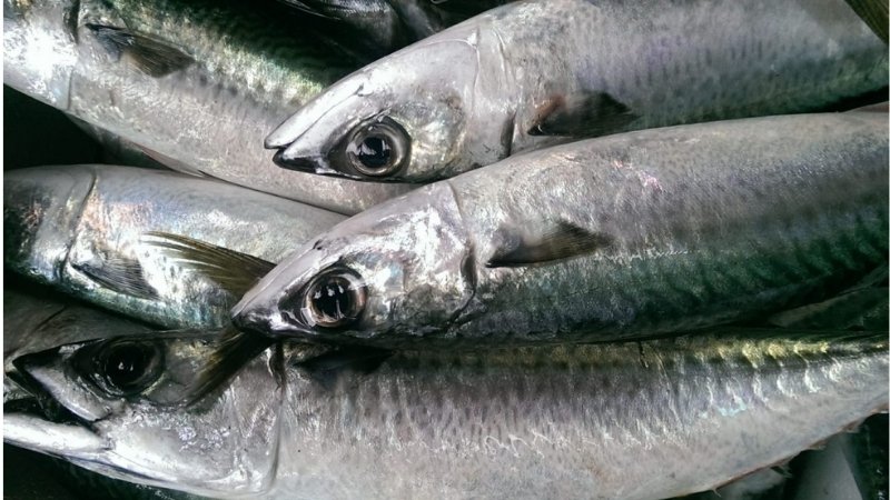 Mắt cá trong suốt, hơi lồi nhẹ và long lanh Mắt cá trong suốt, hơi lồi nhẹ và long lanh