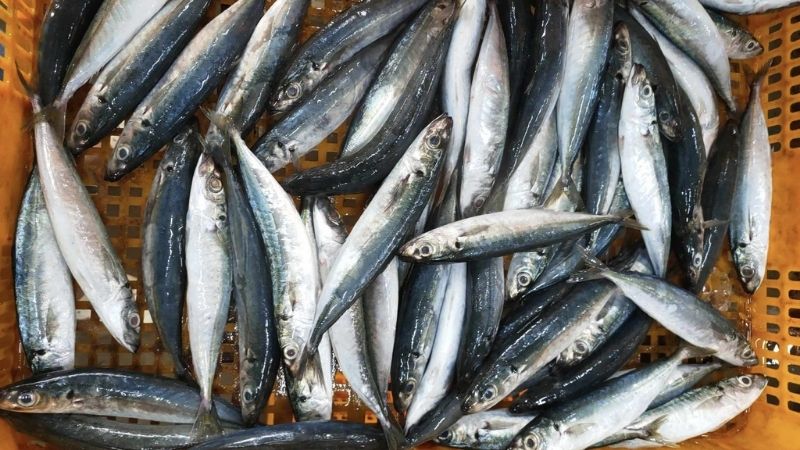 Cá biển chắc thịt, vị ngọt tự nhiên và ít mỡ Cá biển chắc thịt, vị ngọt tự nhiên và ít mỡ