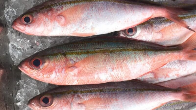 Cá đỏ củ có tốt không? Giá trị dinh dưỡng của cá đỏ củ