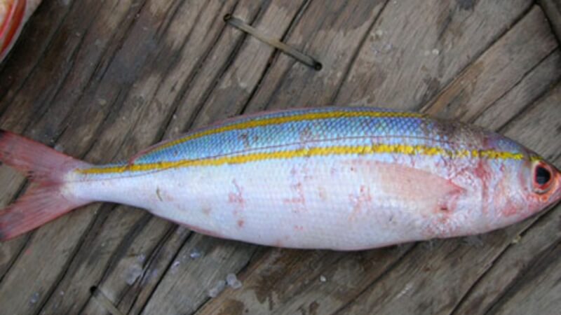 Đặc điểm hình thái của cá đỏ củ