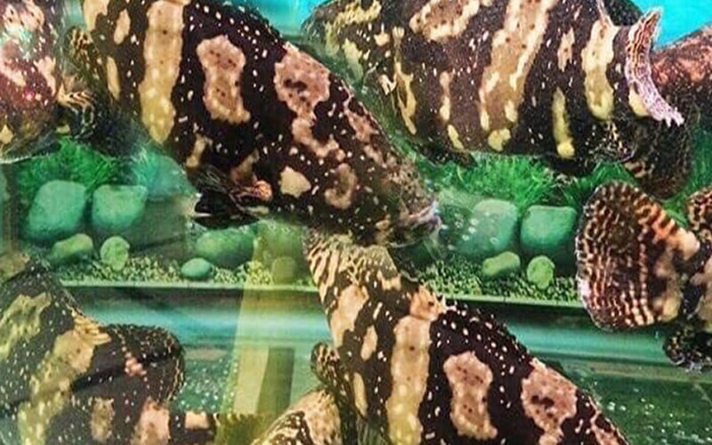 Môi trường sống và tập tính của cá song hổ