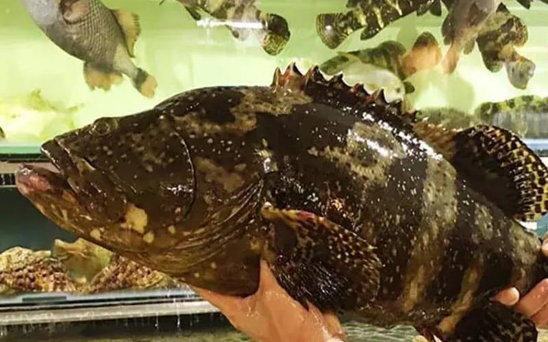 Đặc điểm nhận biết cá song hổ