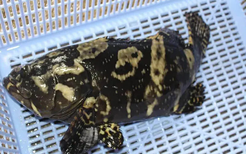 Cá song hổ có độc không?