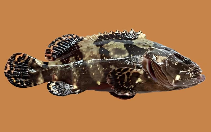 Cá song hổ là cá gì?