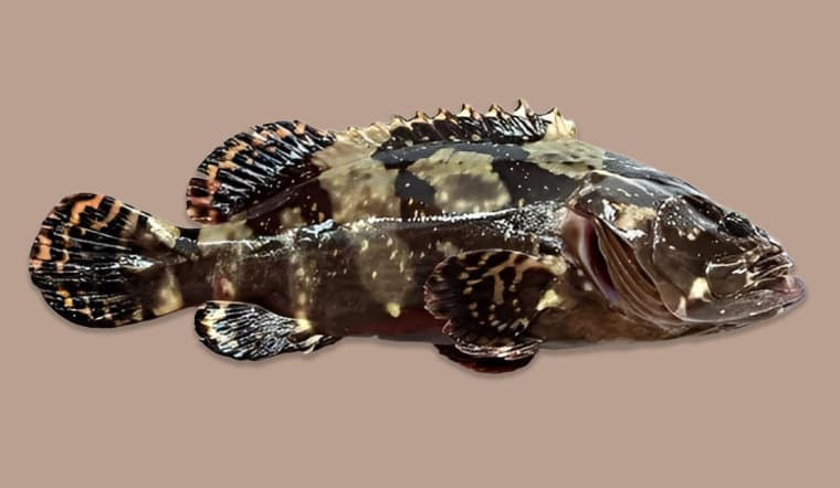 Cá song hổ là cá gì? Cá song hổ làm món gì ngon nhất?