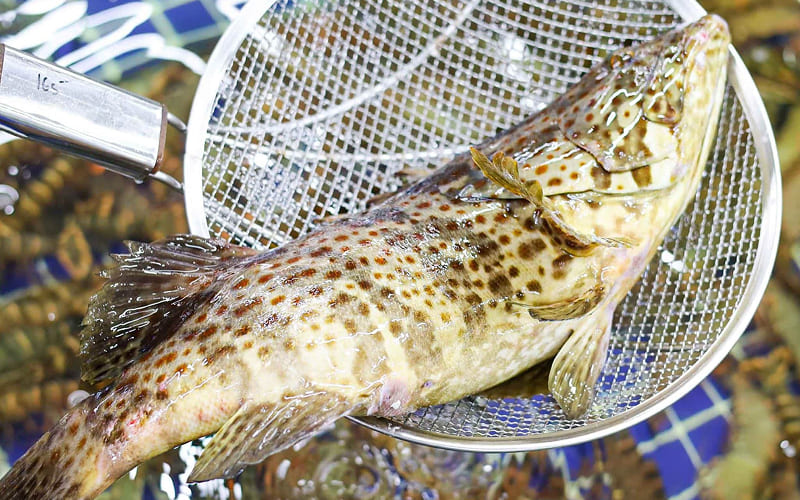 Cách chọn mua cá song hổ tươi ngon