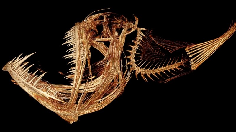 Môi trường sống của cá cần câu ở độ sâu hàng nghìn mét. Môi trường sống của cá cần câu ở độ sâu hàng nghìn mét.