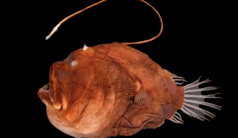 Cá cần câu là cá gì? Tìm hiểu loài cá xấu xí nhất trên hành tinh