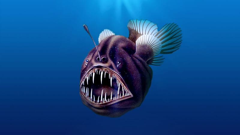 Vẻ ngoài “xấu xí” nhưng đầy cuốn hút của cá cần câu. Vẻ ngoài “xấu xí” nhưng đầy cuốn hút của cá cần câu.