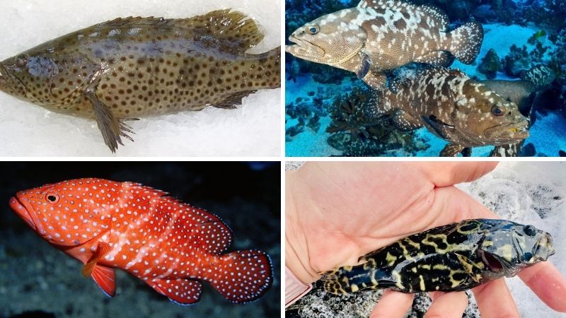 Cá song biển có mấy loại? Các loại cá song biển phổ biến