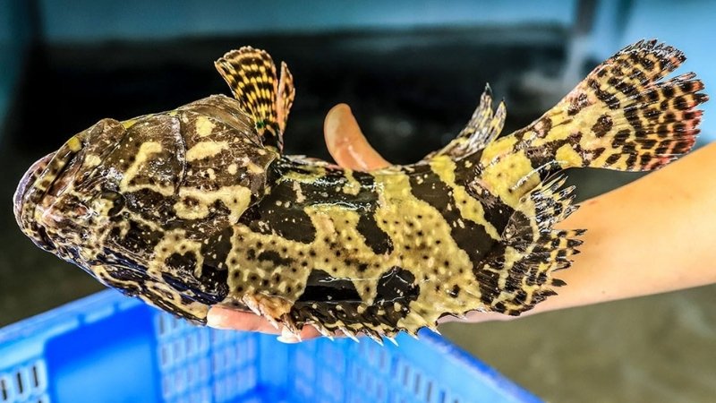 Cá song biển là gì?