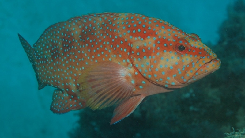 Câu hỏi thường gặp