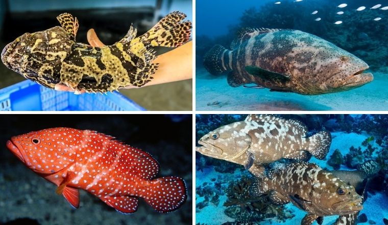 Cá song biển có phải cá mú không? Các loại cá song biển phổ biến