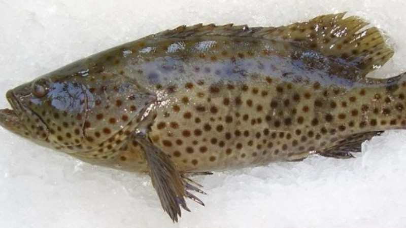 Cách chọn mua cá song biển tươi ngon