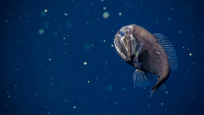 Cá răng nanh không nguy hiểm cho con người