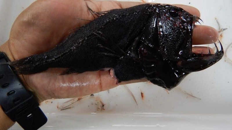 Cá răng nanh không ăn được