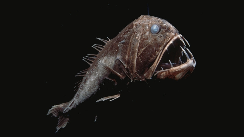 Cá răng nanh sở hữu bộ răng quá khổ