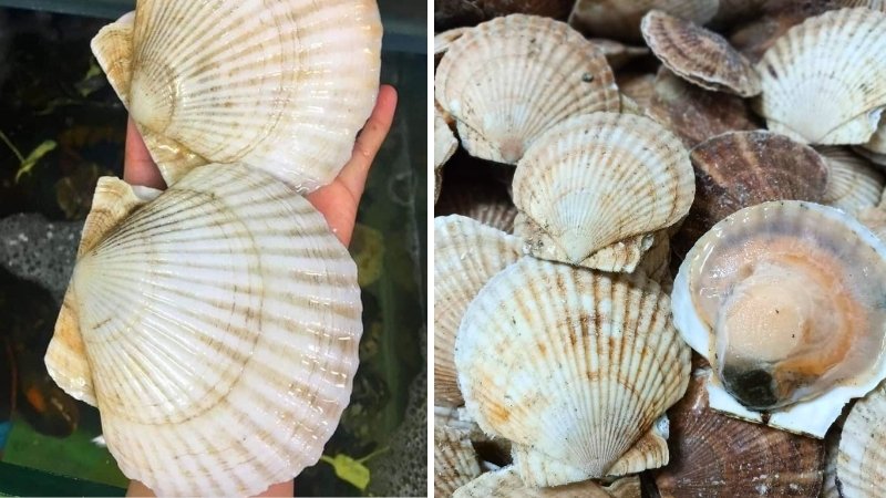 Chọn sò điệp Hokkaido tươi ngon bằng cách nhìn vỏ khép kín, thịt trắng ngà săn chắc Chọn sò điệp Hokkaido tươi ngon bằng cách nhìn vỏ khép kín, thịt trắng ngà săn chắc