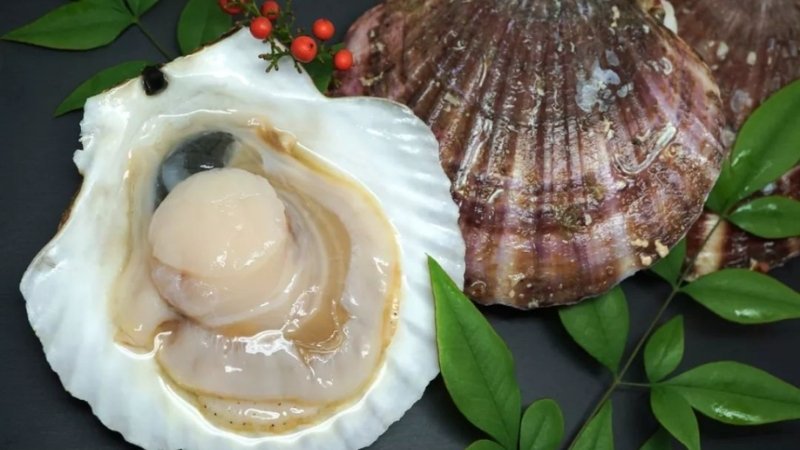 Sò điệp Hokkaido đặc biệt nhờ thịt săn chắc, ngọt tự nhiên Sò điệp Hokkaido đặc biệt nhờ thịt săn chắc, ngọt tự nhiên