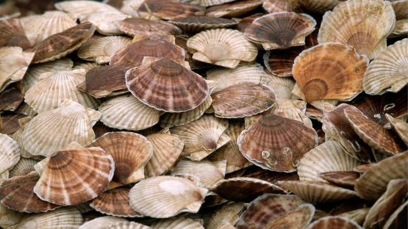 Sò điệp Hokkaido giàu protein, vitamin và khoáng chất, tốt cho tim mạch, não bộ Sò điệp Hokkaido giàu protein, vitamin và khoáng chất, tốt cho tim mạch, não bộ