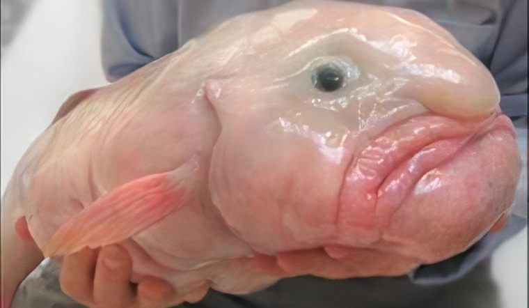 Blobfish - Loài cá xấu nhất thế giới và sự thật đáng thương đằng sau