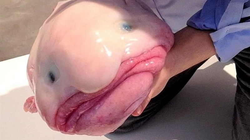 Blobfish bị biến dạng