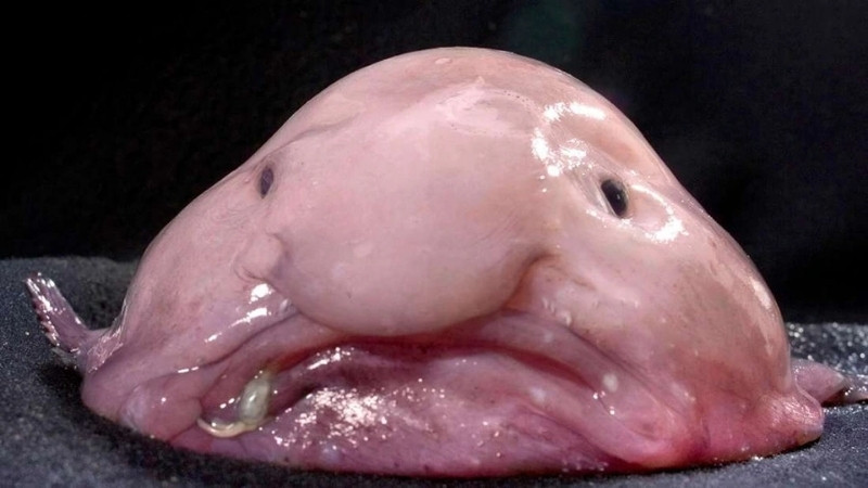 Blobfish bị kéo lên khỏi mặt nước