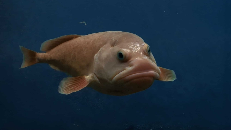 Blobfish dưới đáy biển