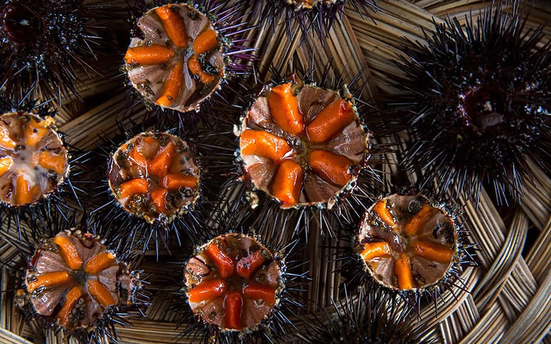 Ăn cầu gai sống có an toàn không?