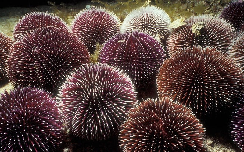 Cách chọn cầu gai tươi rói