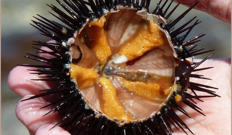 Tại sao cầu gai lại bị tanh?