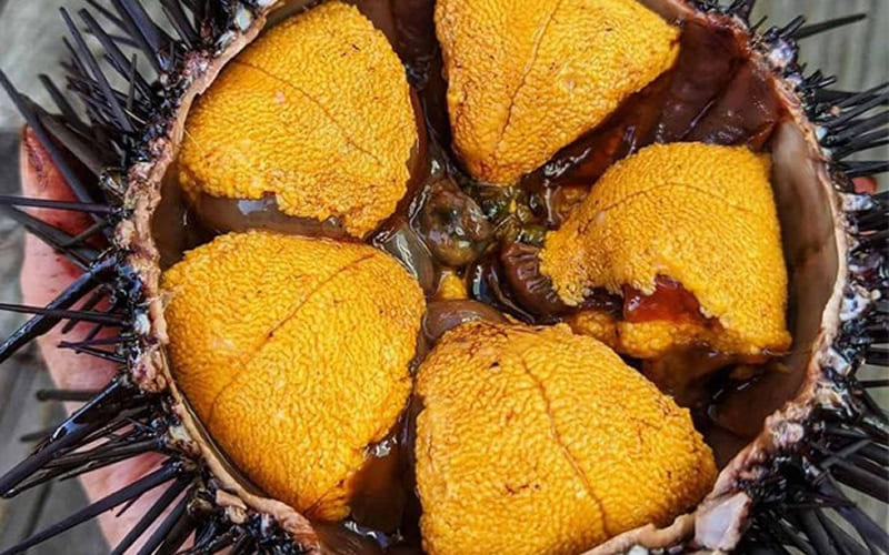 Hướng dẫn sơ chế cầu gai đúng chuẩn để khử sạch mùi tanh